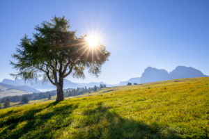 Lonely trees among the alpine pastures on the alpe di siusi (Seiser Alm), Castelrotto (Kastelruth), Dolomites, South Tyrol, Italy Lonely trees among the alpine pastures on the alpe di siusi (Seiser Alm), Castelrotto (Kastelruth), Dolomites, South Tyrol, Italy